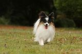 EPAGNEUL PAPILLON 055
